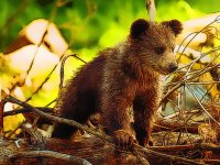 Cute Baby Bears Jigsaw Puzzle Online Game - Puzzle Game